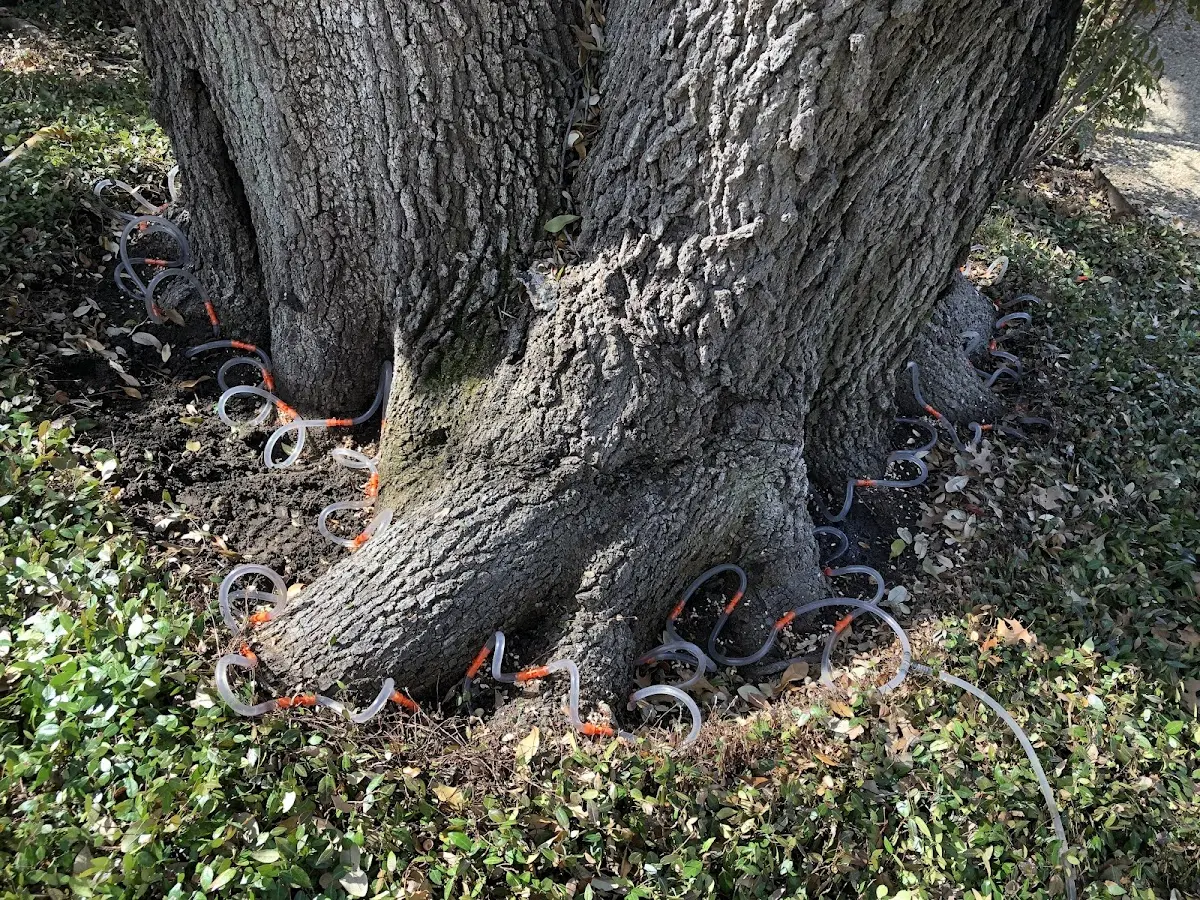 Detailed Tree Cabling and Bracing job site in Big Pine Key