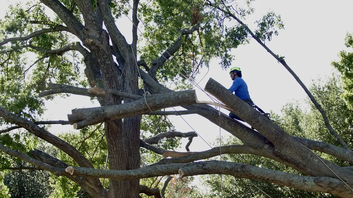 Professional Crown Thinning performed by certified arborists in Big Pine Key