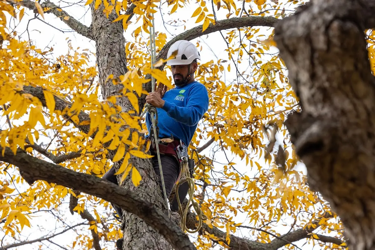 Skilled Tree Planing crew working in Big Pine Key