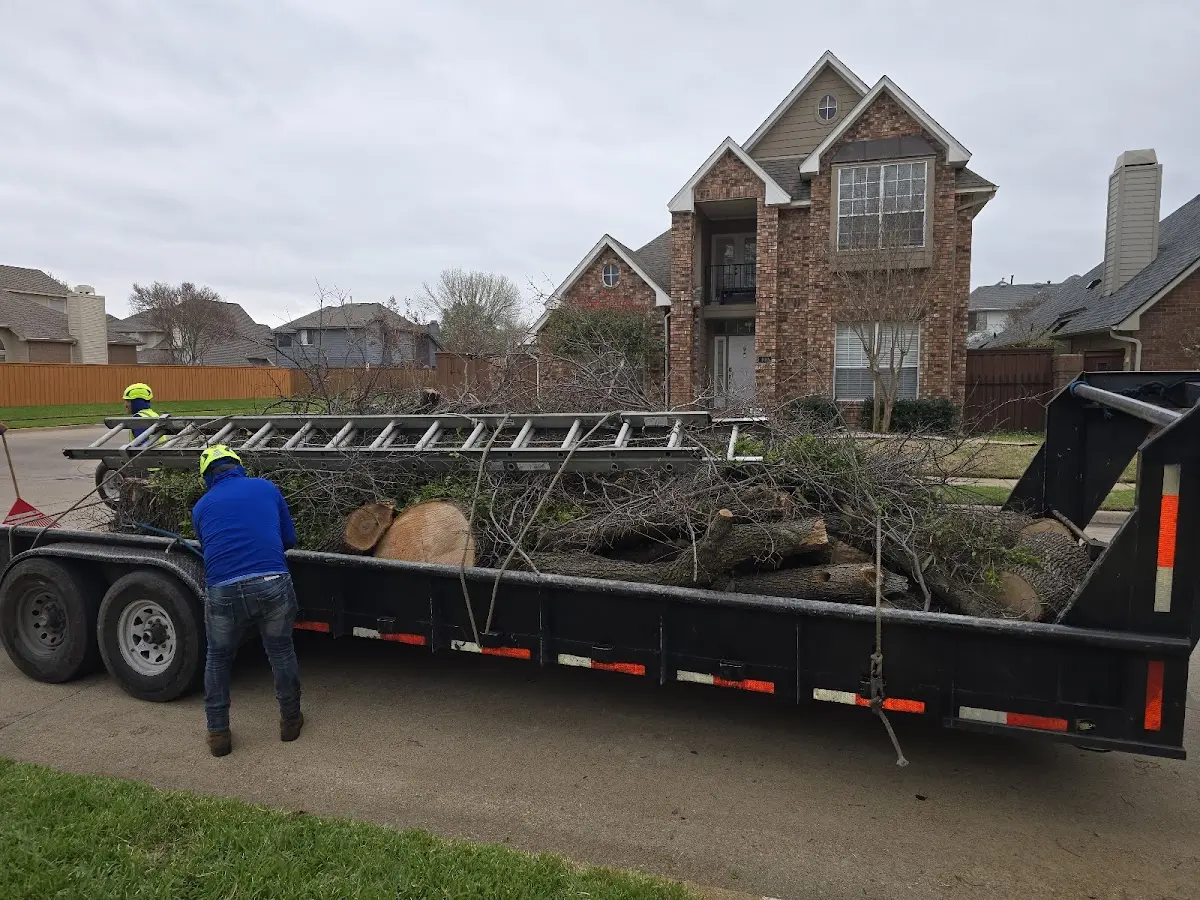 Expert Tree Removal with proper safety equipment in Big Pine Key